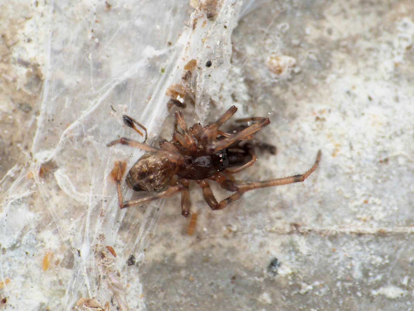 Predazione tra maschi di Enoplognatha mandibularis